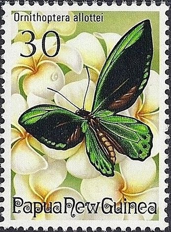 Birdwing Butterfly (Ornithoptera allottei)