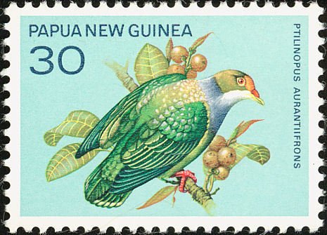 Orange-fronted Fruit-dove (Ptilinopus aurantiifrons)