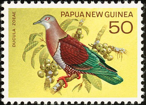 Zoe's Imperial-pigeon (Ducula zoeae)