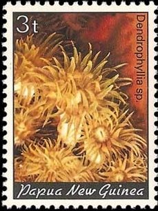 Cup Coral (Dendrophyllia sp.)
