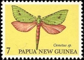 Moth (Oenetus sp.)