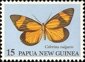 Moth (Celerina vulgaris)
