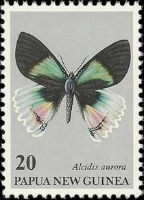 Moth (Alcidis aurora)
