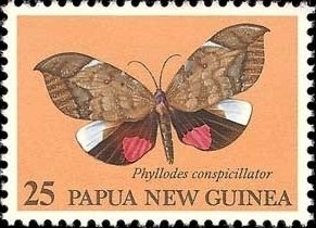 Stamp, Moth (Phyllodes conspicillator), Papua New Guinea,  , Insects, Butterflies, Animals (Fauna)