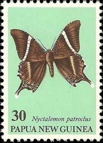 Bat-like Butterfly (Nyctalemon patroclus) 