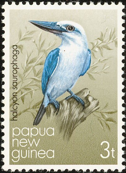 Beach Kingfisher (Halcyon saurophaga)