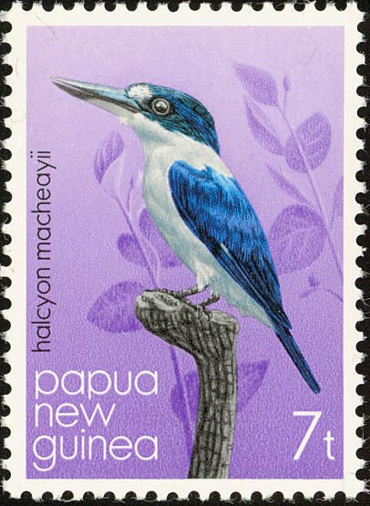 Forest Kingfisher (Halcyon macleayii)
