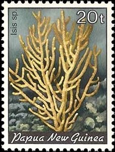 Bamboo Coral (Isis sp.)