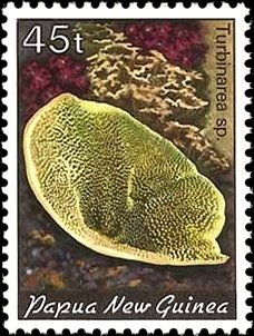 Cup Coral (Turbinarea sp.)