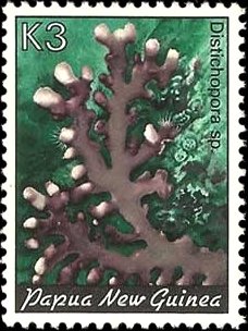 Lace Coral (Distichopora sp.)