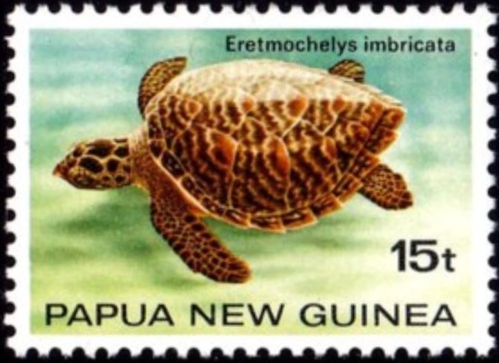 Hawksbill Turtle (Eretmochelys imbricata)