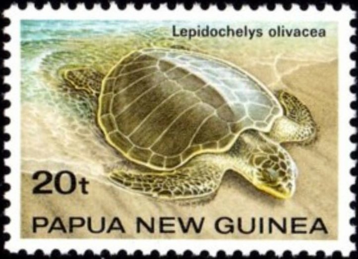 Olive Ridley Sea Turtle (Lepidochelys olivacea)