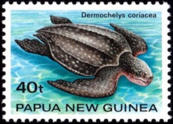 Leatherback Sea Turtle (Dermochelys coriacea)