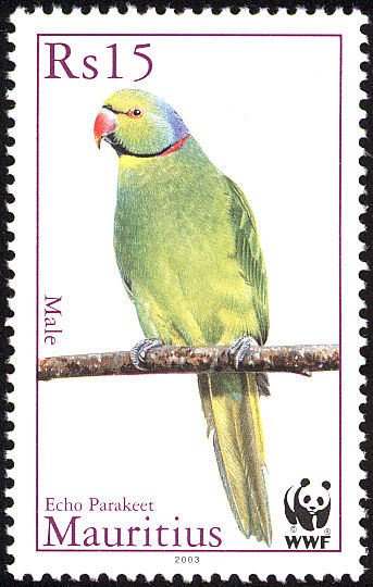 Mauritius Echo Parakeet (Psittacula echo)