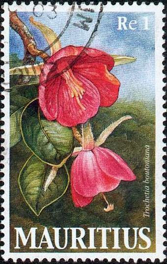 Trochetia boutoniana