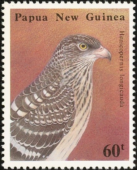 Long-tailed Honey Buzzard (Henicopernis longicauda)