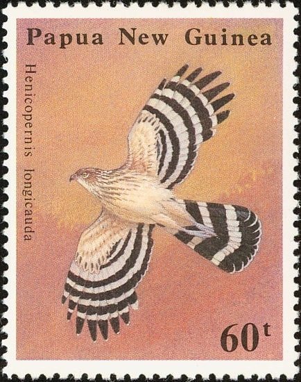 Long-tailed Honey Buzzard (Henicopernis longicauda)