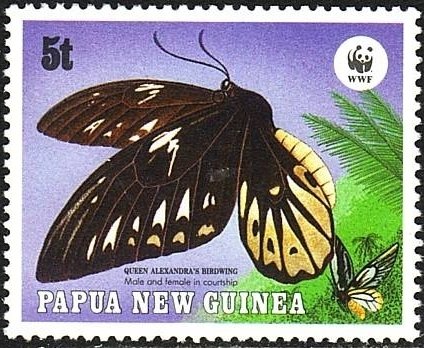 Queen Alexandra's Birdwing (Ornithoptera alexandrae)