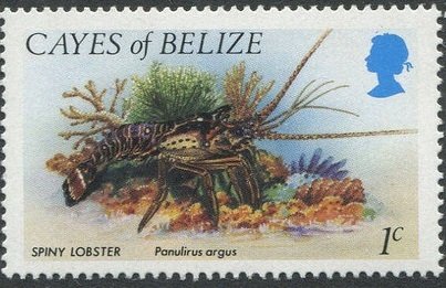 Caribbean Spiny Lobster (Panulirus argus)
