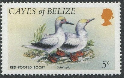 Red-footed Booby (Sula sula)