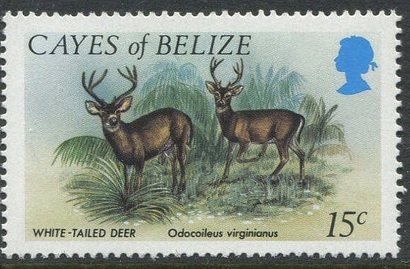 White-tailed Deer (Odocoileus virginianus)