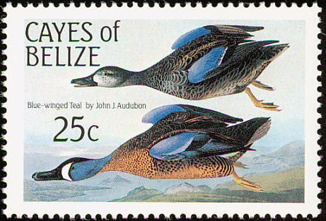 Blue-winged Teal (Anas discors)
