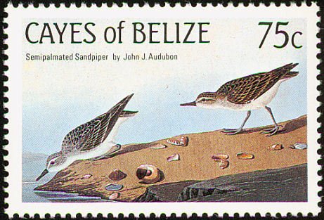 Semipalmated Sandpiper (Calidris pusilla)