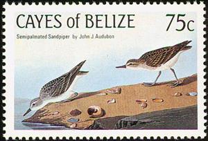 Stamp, Semipalmated Sandpiper (Calidris pusilla), Belize,  , Birds, Animals (Fauna)