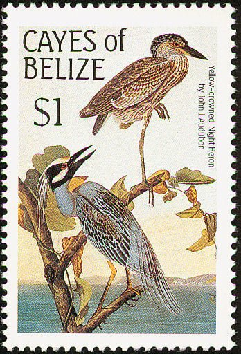 Yellow-crowned Night Heron (Nyctanassa violacea)