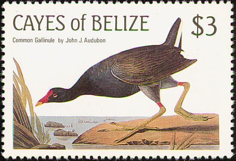 Common Moorhen (Gallinula galeata)
