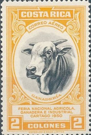 Stock Bull (Bos primigenius taurus)