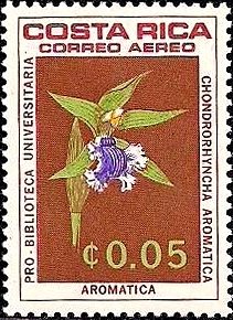 Chondrorhyncha aromatica