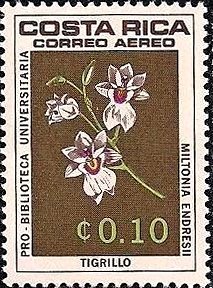 Miltonia endresii