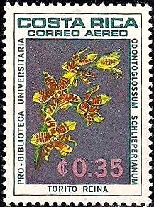 Odontoglossum schlieperianum