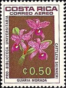 Cattleya skinneri