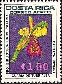 Cattleya dowiana