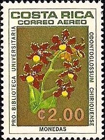 Odontoglossum coronarium
