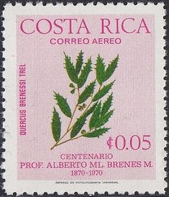 Quercus brenessi