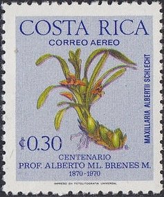 Maxillaria albertii