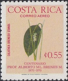 Calathea brenesi