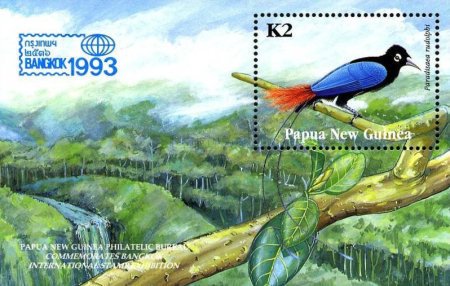 Blue Bird-of-paradise (Paradisaea rudolphi)