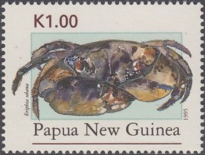 Smooth Redeye Crab (Eriphia sebana)