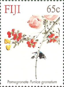 Pomegranate - Punica granatum