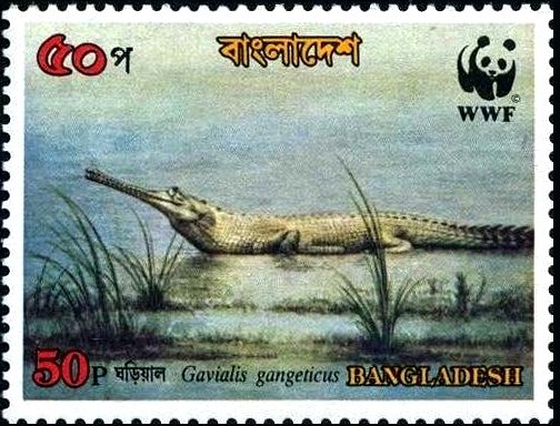 Gharial (Gavialis gangeticus)