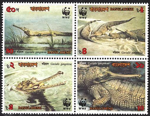 Gharial (Gavialis gangeticus)