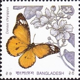 African Monarch (Danaus chrysippus)