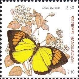 Yellow Orange Tip (Ixias pyrene)