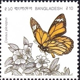 Monarch Butterfly (Danaus plexippus)