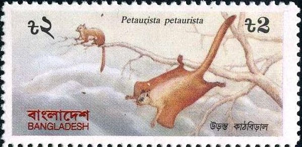Red Giant Flying Squirrel (Petaurista petaurista)