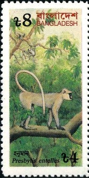 Hanuman Langur (Presbytis entellus)